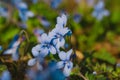 Blooming forest violet Viola odorata. Small fragrant blue flowers in full bloom. Royalty Free Stock Photo