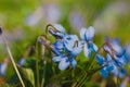 Blooming forest violet Viola odorata. Small fragrant blue flowers in full bloom Royalty Free Stock Photo