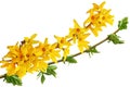 Blooming Forsythia