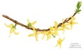 Blooming Forsythia Branch