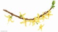 Blooming Forsythia Branch