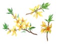 Blooming forsythia branch watercolor painting on a white background