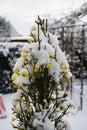 Blooming Jasminum nudiflorum bush in January in the garden. Berlin Germany