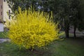 Blooming forsythia bushes in the city park