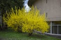 Blooming forsythia bushes in the city park