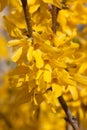 Blooming Forsythia-Forthysia Flowers