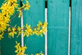 Blooming Forsythia, Spring background with yellow flowers Royalty Free Stock Photo