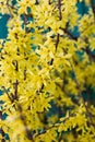 Blooming Forsythia, Spring background with yellow flowers Royalty Free Stock Photo