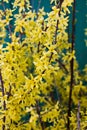 Blooming Forsythia, Spring background with yellow flowers Royalty Free Stock Photo