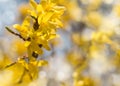 Blooming Forsythia, Spring background with yellow flowers tree branches Royalty Free Stock Photo