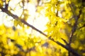 Blooming Forsythia, Spring background with yellow flowers tree branches Royalty Free Stock Photo