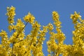 Blooming Forsythia. Spring background. Yellow flowers tree brunches Royalty Free Stock Photo