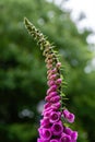 Blooming foxglove closeup with out of focus background Royalty Free Stock Photo