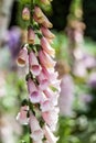 Blooming foxglove plant in the garden Royalty Free Stock Photo