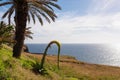 Prainha - Blooming foxtail agave flower and tropical palm tree at Prainha do Canical, Madeira island, Portugal