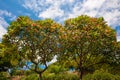 Fragipani Tree in blooms