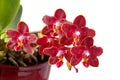 Blooming fragrant dark red peloric orchid phalaenopsis  in ceramic pot called Phoenix closeup isolated on white Royalty Free Stock Photo