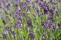 Blooming and fragrant lavender flowers in a garden bed Royalty Free Stock Photo