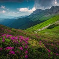 Blooming fragrant pink rhododendron flowers in the mountains, Carpathians, Romania Royalty Free Stock Photo