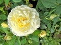 Blooming fragrant yellow rose in the garden Royalty Free Stock Photo