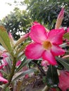The blooming of frangipani flowers gives the impression of its own beauty