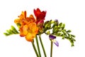 Blooming Freesia. Isolated on white background.