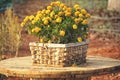 Blooming French Marigold in basket, Tagetes Patula, orange yellow bunch of flowers, green leaves, small shrub, selective focus Royalty Free Stock Photo