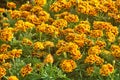 Blooming French Marigold flower in garden, Tagetes Patula, orange yellow bunch of flowers Royalty Free Stock Photo