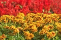 Blooming French Marigold in garden, Tagetes Patula, orange yellow bunch of flowers, green leaves, small shrub, selective focus Royalty Free Stock Photo