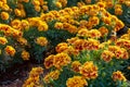 Blooming French Marigold in garden, Tagetes Patula, orange yellow bunch of flowers, green leaves, small shrub, selective focus Royalty Free Stock Photo