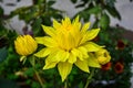 Blooming fresh and beautiful deep yellow colored dahlia flower with blurred green background Royalty Free Stock Photo