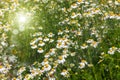 Blooming fresh camomiles meadow with flying bees. Beautiful chamomile flowers green leaves background with copy space