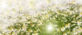 Blooming fresh camomiles meadow with flying bees header. Beautiful chamomile flowers green leaves banner with copy space