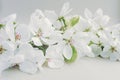 Blooming fresh twig of white large flowers of pear with green leaves on a twig on a light background Royalty Free Stock Photo