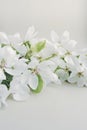 Blooming fresh twig of white large flowers of pear with green leaves on a twig on a light background. vertical image Royalty Free Stock Photo