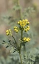 Flowers of a fringed rue Royalty Free Stock Photo