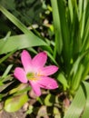 blooming and frsh pink zephyrantes minuta in the morning