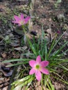 blooming and frsh pink zephyrantes minuta in the morning