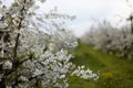 Blooming fruit orchards in spring Royalty Free Stock Photo