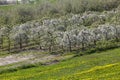Blooming fruit orchards in spring Royalty Free Stock Photo