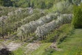 Blooming fruit orchards in spring Royalty Free Stock Photo