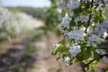 Blooming fruit orchards in spring Royalty Free Stock Photo