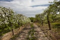 Blooming fruit orchards in spring Royalty Free Stock Photo