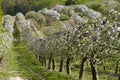 Blooming fruit orchards in spring Royalty Free Stock Photo