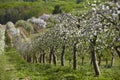 Blooming fruit orchards in spring Royalty Free Stock Photo