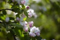 Blooming fruit orchards in spring Royalty Free Stock Photo