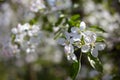 Blooming fruit orchards in spring Royalty Free Stock Photo