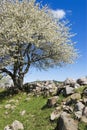 Blooming fruit tree