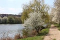 Blooming fruit tree against the background of water Royalty Free Stock Photo