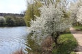 Blooming fruit tree against the background of water Royalty Free Stock Photo